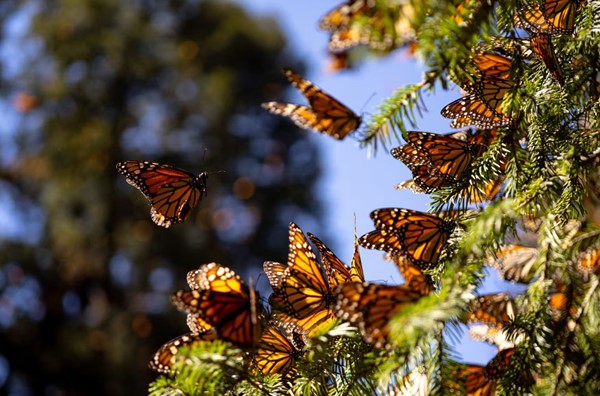 Las altas temperaturas están matando las Mariposas en Catalunya