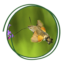Esfinge Colibrí - Macroglossum stellatarum