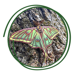 Mariposa Isabelinda - Graellsia isabellae: