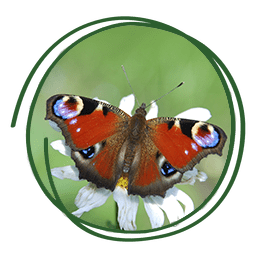 Mariposa Pavo Real - Aglais io