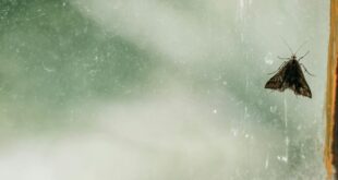Consejos útiles para eliminar las polillas del hogar