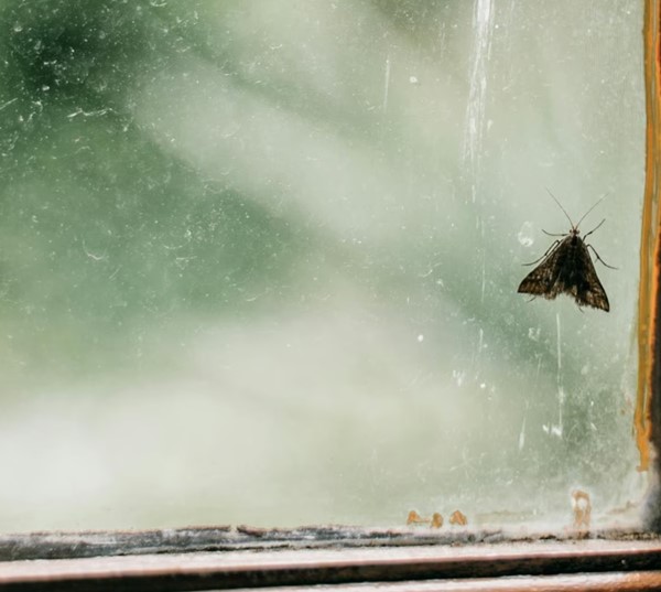 Consejos útiles para eliminar las polillas del hogar