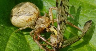 Mariposas, polillas y sus depredadores