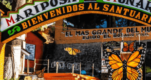 Tips para visitar el Santuario de la mariposa monarca en México