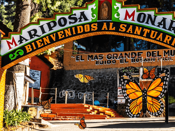 Tips para visitar el Santuario de la mariposa monarca en México