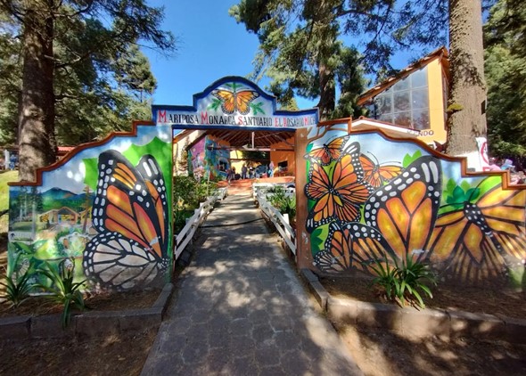 Tips para visitar el Santuario de la mariposa monarca en México