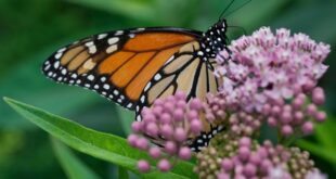 Trump demora la protección federal de las mariposas monarca