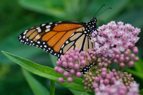 Trump demora la protección federal de las mariposas monarca