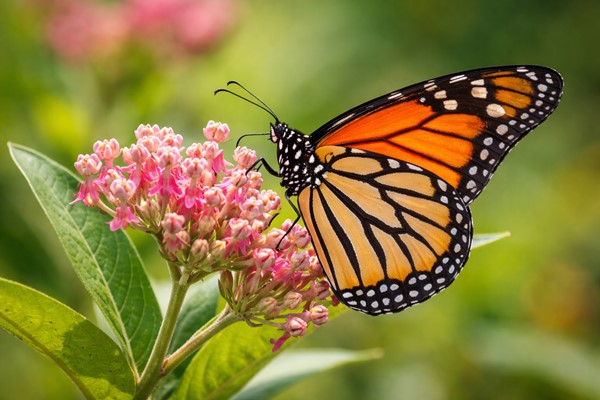 Trump demora la protección federal de las mariposas monarca