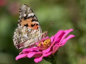 El negocio turbio detrás de la cría de mariposas exóticas