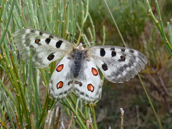España tiene mariposas en peligro y casi nadie lo sabe