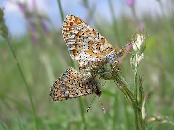 España tiene mariposas en peligro y casi nadie lo sabe