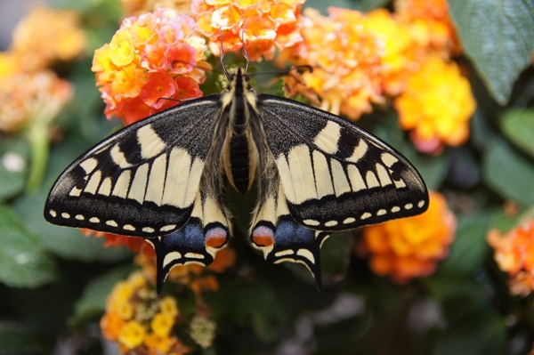 Los jardines de mariposas más raros de Europa Los jardines de mariposas más raros de Europa