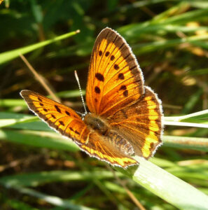 Cómo los cazadores de mariposas del siglo XIX arrasaron con especies enteras