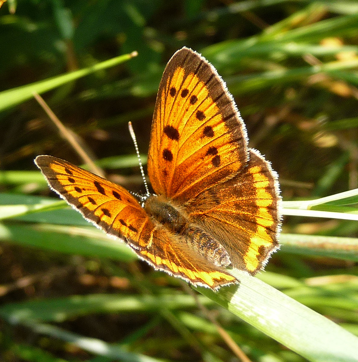 Cómo los cazadores de mariposas del siglo XIX arrasaron con especies enteras