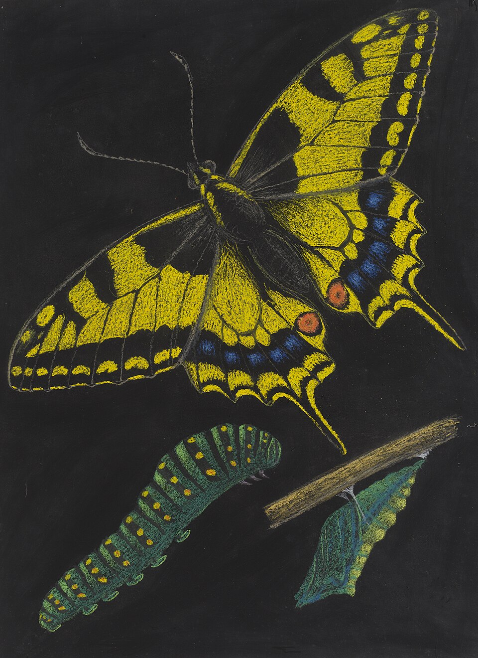 Cómo los cazadores de mariposas del siglo XIX arrasaron con especies enteras Cómo los cazadores de mariposas del siglo XIX arrasaron con especies enteras